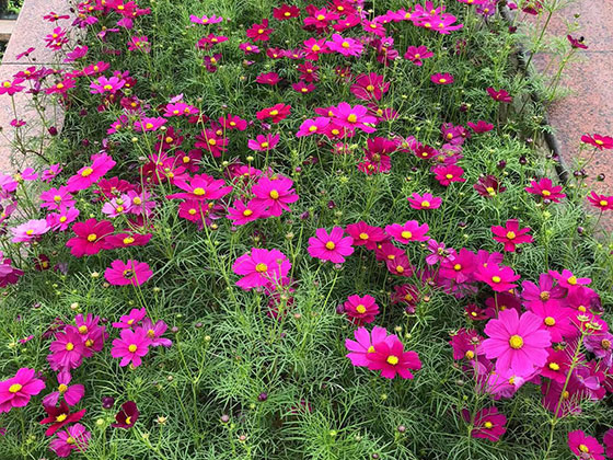 库尔勒市鲜花婚庆|设计道路绿化